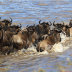The Great Serengeti Wilde beest Migration: Your Complete Guide & Best Time to Witness in 2024-2025!